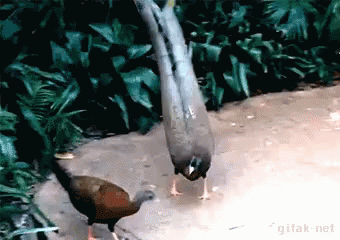 Scary Bird GIF