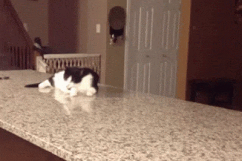 Scary Cat Hiss GIF