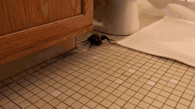 Scary Spider GIF