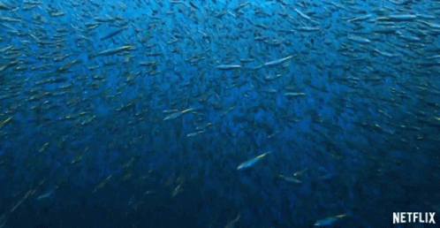School Of Fish Swimming GIF