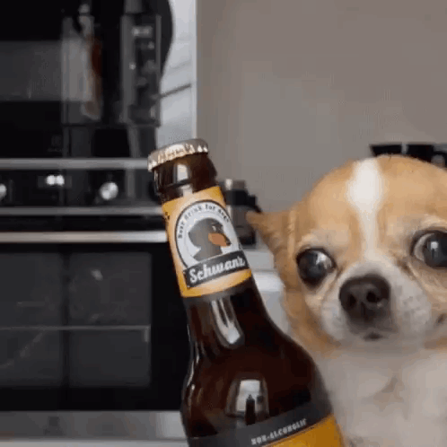 Schwanchi GIF