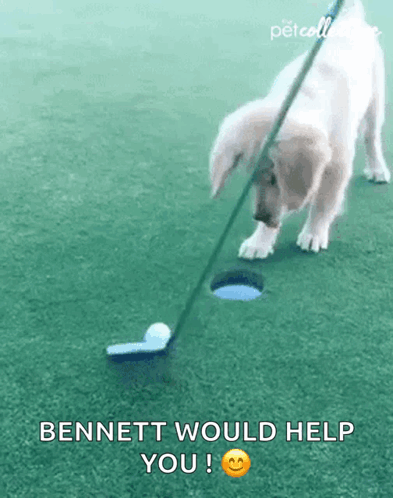 Score The Pet Collective GIF