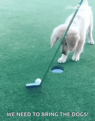Score The Pet Collective GIF. This 393 x 498 animated GIF is part of our lustige montags collection. Related themes include golf, hole. Created by…