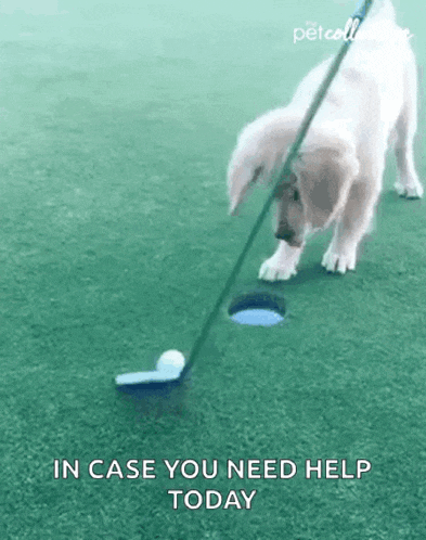 Score The Pet Collective GIF