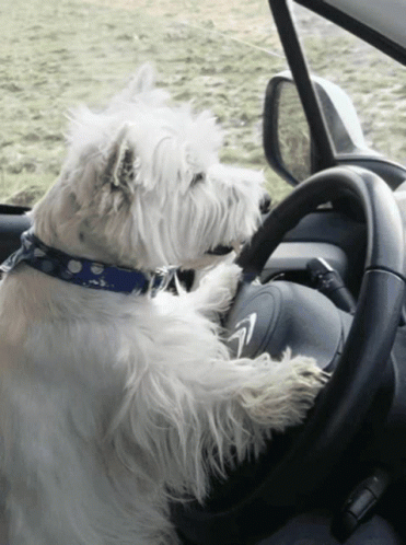 Scot Terriër GIF