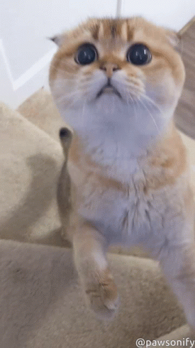 Scottish Fold Attack GIF