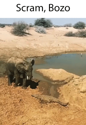 Scram Bozo GIF