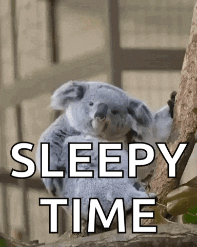 Scratching Koala Koala Bear GIF