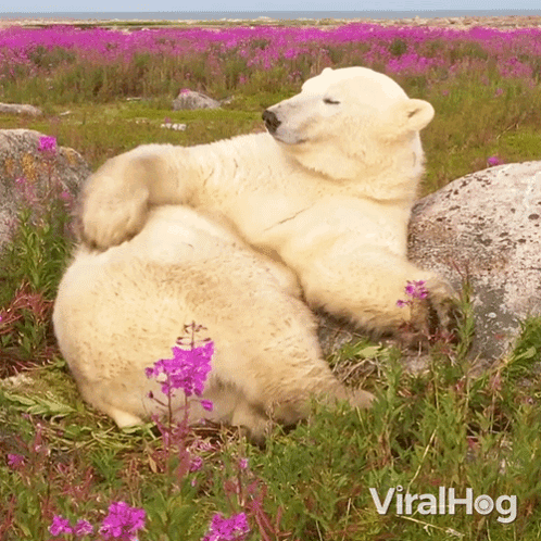 Scratching My Back Polar Bear GIF