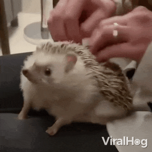 Scratching Your Back Viralhog GIF