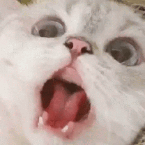 Screaming Cat GIF