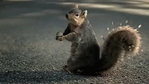 Screaming Yell GIF. This 498 x 280 animated GIF is part of our funny squirrel collection. Related themes include screaming, squirrel. Created by Im_RL. View…