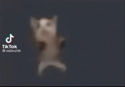 Scrimblo Files Dancing Cat GIF