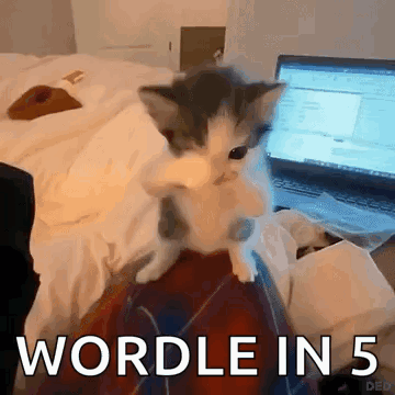 Scuba Scuba Cat GIF