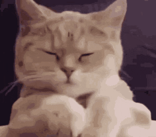 Sdfh GIF