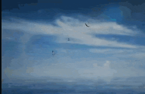 Sea Bird GIF