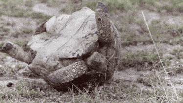 Sea Turtle GIF