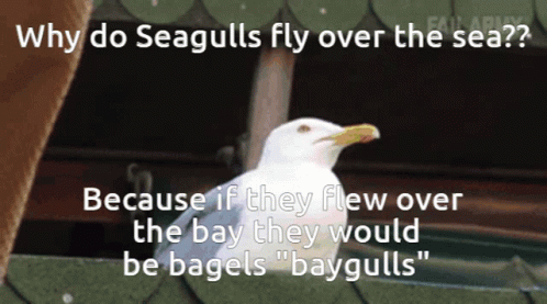 Seagul Seagul Joke GIF