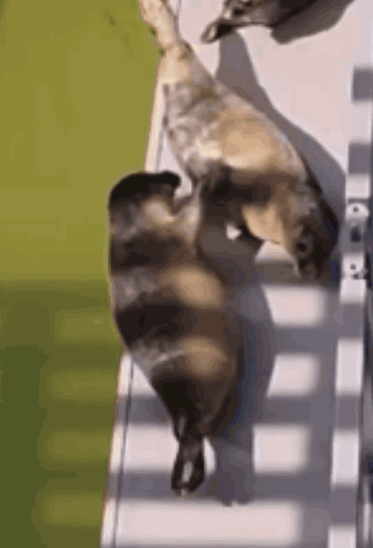 Seal Cartoon Fighting GIF