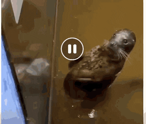 Seal Clapping Clapping Hands GIF
