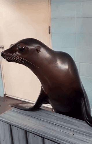 Seal Clapping Good Job GIF