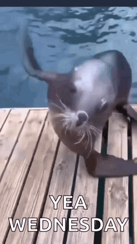Seal Dance GIF
