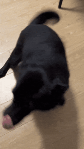 Seal Dog Black Dog GIF