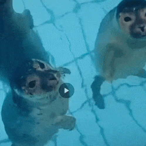 Seal Kiss GIF