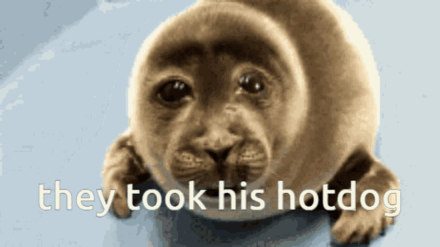 Seal Sad GIF