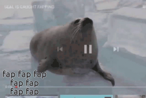 Seal Seal Fap GIF