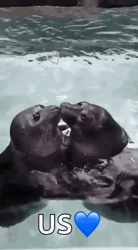 Seal Seal Kiss GIF