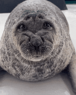 Seal Seal Of Approval GIF