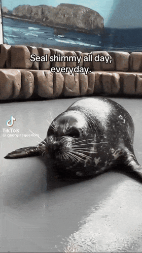 Seal Seal Shimmy GIF