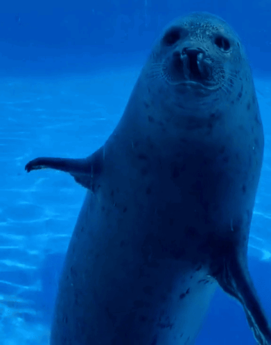 Seal Seal Waving GIF. This 391 x 498 animated GIF is part of our wave collection. Related themes include cute, waving. Created by Finnception. View the…