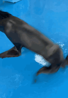 Seal Sealion GIF