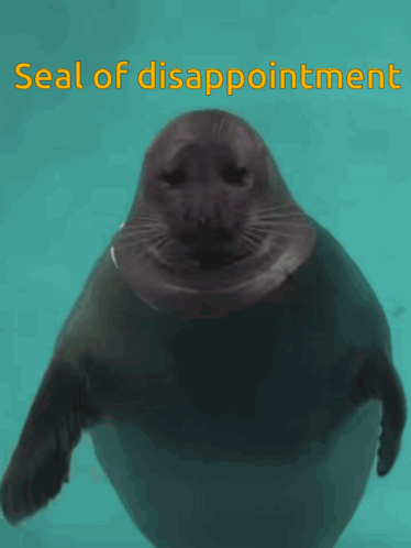 Seal Seals GIF