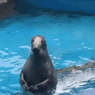 Seal Shy GIF