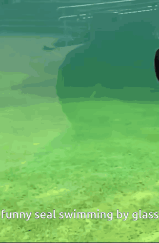 Seal Side Eye GIF