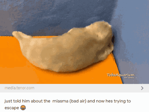 Seal Tumblr GIF. This 498 x 373 animated GIF is part of our sad tumblr collection. Related themes include escape, meme, tumblr. Created by gumi_lover. View…