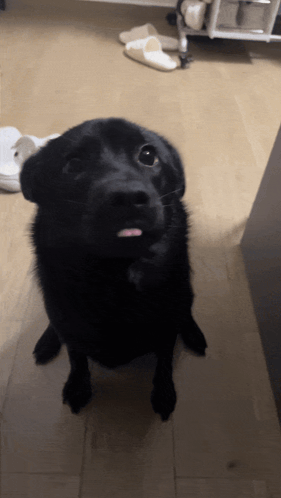 Sealdog Black Dog GIF