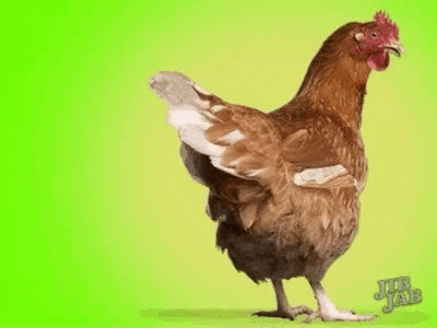 Sean Eggs GIF
