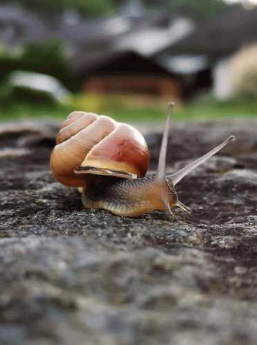 Searching Snail GIF