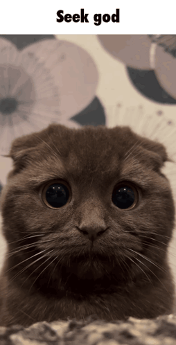 Seek God Seek God Cat GIF