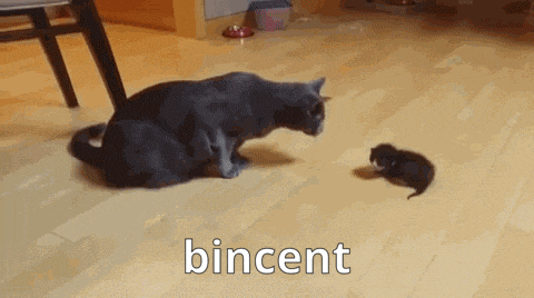 Seeminly Bincent Cat Bincent GIF