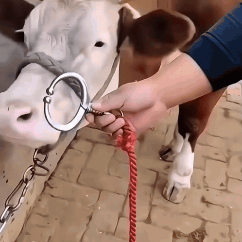 Septum Ring Theory Srt GIF