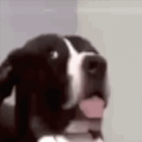Seriously Dog GIF