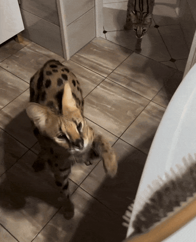 Serval Cat GIF