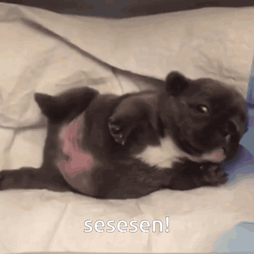 Sesesen Puppy GIF