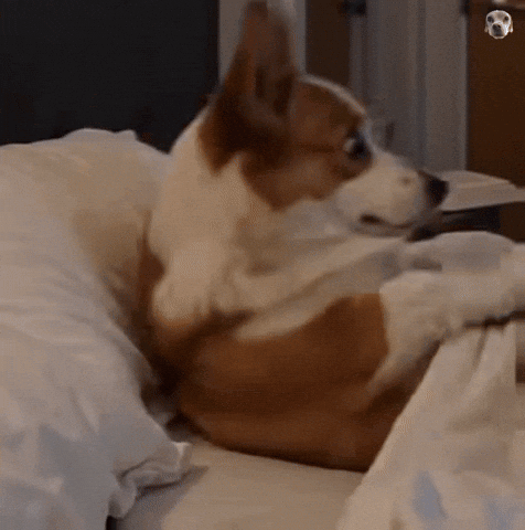 Settoknow Shocked Dog GIF