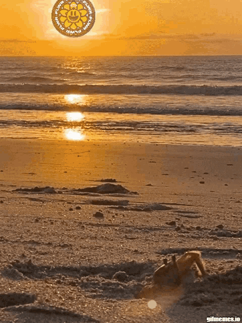 Sfu Flwr GIF